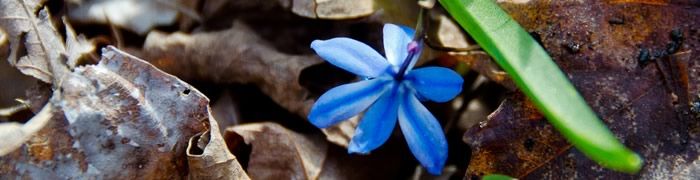 Backdrop of a Flower