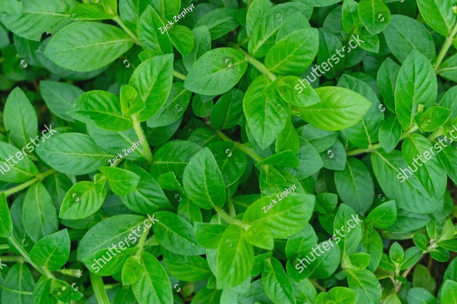 Backdrop of leaves