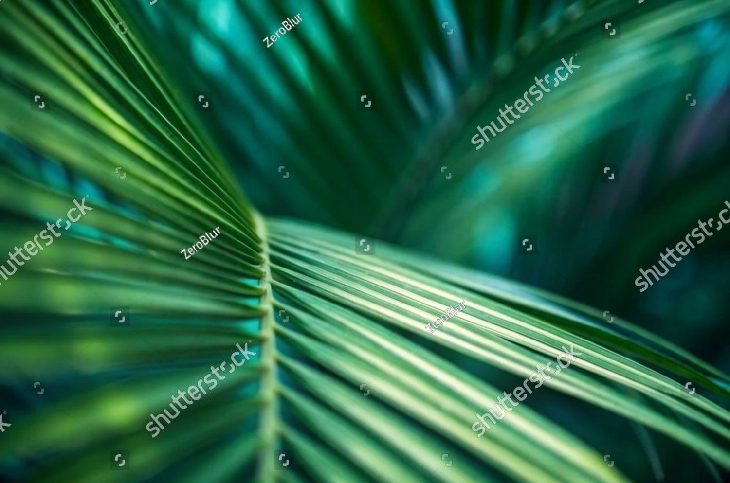 Backdrop of Leaves